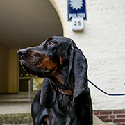 Zentrales Diensthundwesen Niedersachsen